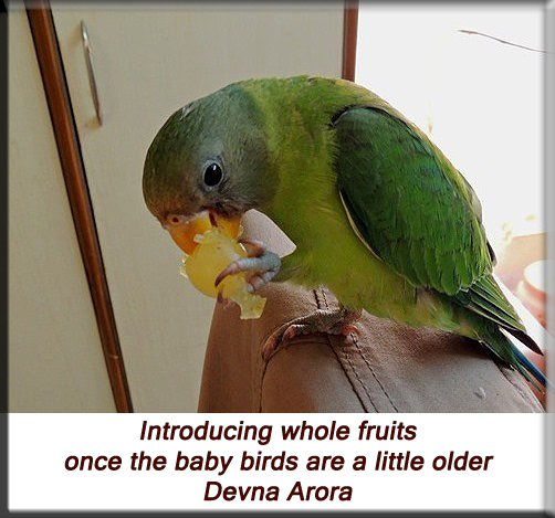 Devna Arora - Introducing whole fruits for young birds